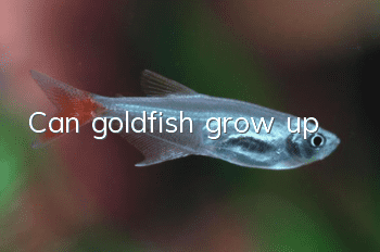 Can goldfish grow up?