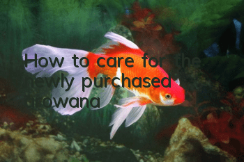 How to care for the newly purchased arowana