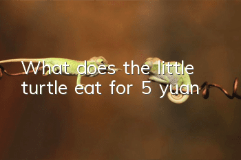 What does the little turtle eat for 5 yuan?