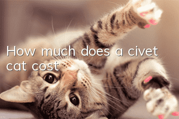 How much does a civet cat cost?