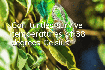 Can turtles survive temperatures of 38 degrees Celsius?