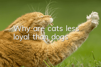 Why are cats less loyal than dogs?