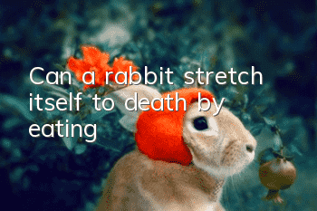 Can a rabbit stretch itself to death by eating?