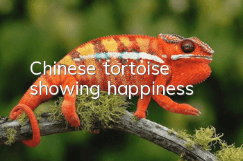 Chinese tortoise showing happiness