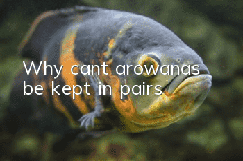 Why can’t arowanas be kept in pairs?