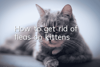 How to get rid of fleas on kittens