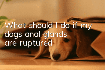 What should I do if my dog’s anal glands are ruptured?