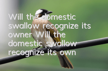 Will the domestic swallow recognize its owner? Will the domestic swallow recognize its owner?