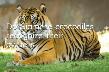 Do Siamese crocodiles recognize their owners?