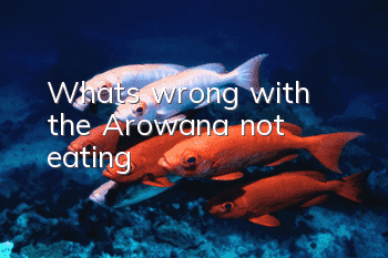 What's wrong with the Arowana not eating?