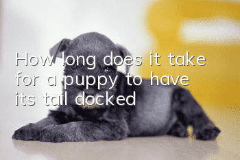 How long does it take for a puppy to have its tail docked?