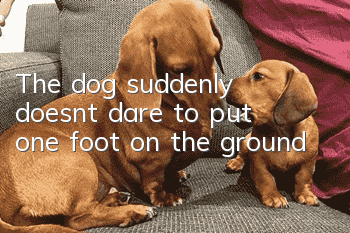 The dog suddenly doesn’t dare to put one foot on the ground