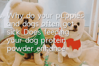 Why do your puppies and dogs often get sick? Does feeding your dog protein powder enhance immunity?