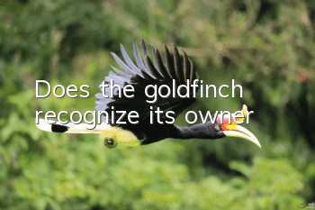 Does the goldfinch recognize its owner?