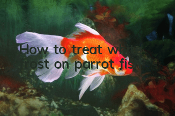 How to treat white frost on parrot fish