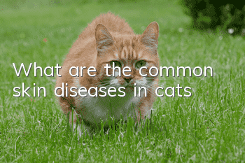 What are the common skin diseases in cats?