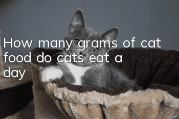 How many grams of cat food do cats eat a day?