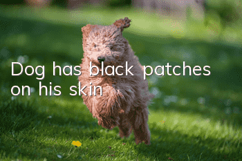 Dog has black patches on his skin