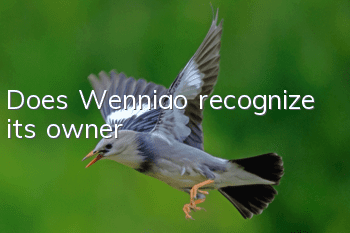 Does Wenniao recognize its owner?