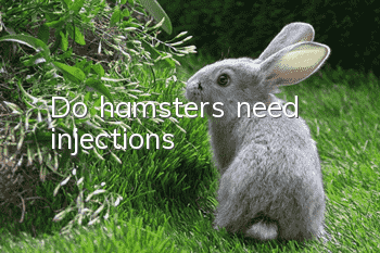 Do hamsters need injections?