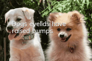 Dog’s eyelids have raised bumps