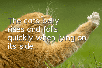 The cat’s belly rises and falls quickly when lying on its side