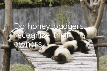 Do honey badgers recognize their owners?