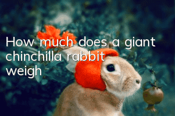 How much does a giant chinchilla rabbit weigh?