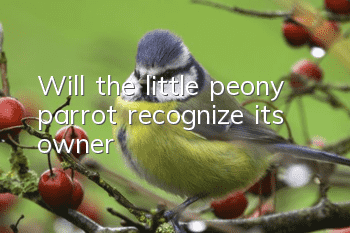 Will the little peony parrot recognize its owner?