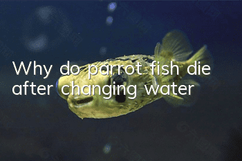 Why do parrot fish die after changing water?