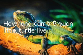 How long can a 5 yuan little turtle live?