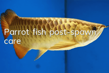 Parrot fish post-spawn care