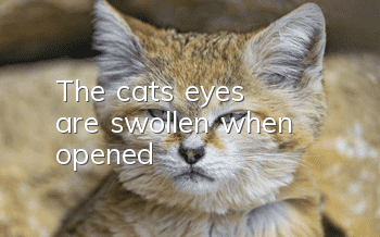 The cat's eyes are swollen when opened