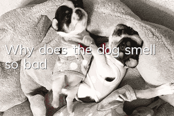 Why does the dog smell so bad?