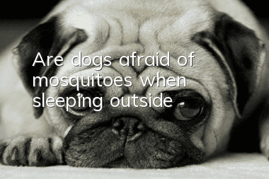 Are dogs afraid of mosquitoes when sleeping outside?