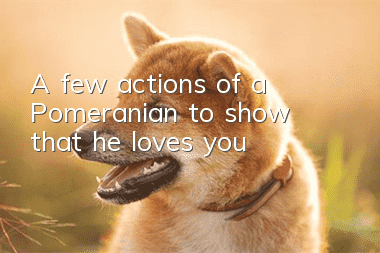 A few actions of a Pomeranian to show that he loves you