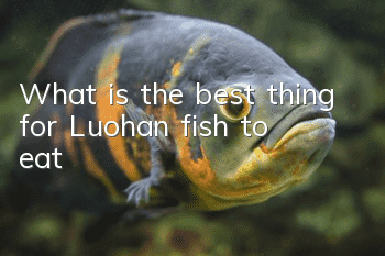 What is the best thing for Luohan fish to eat?