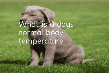 What is a dog's normal body temperature?