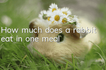 How much does a rabbit eat in one meal?