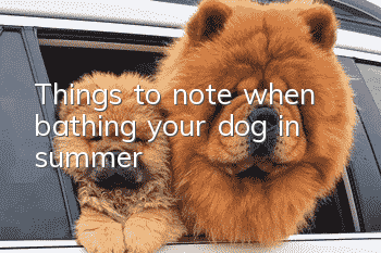 Things to note when bathing your dog in summer