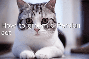 How to groom a Persian cat?