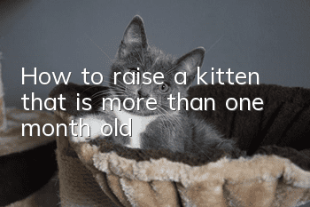 How to raise a kitten that is more than one month old