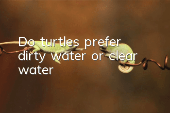 Do turtles prefer dirty water or clear water?