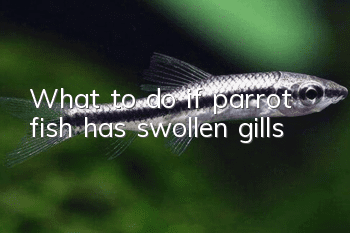 What to do if parrot fish has swollen gills