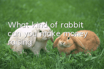 What kind of rabbit can you make money raising?