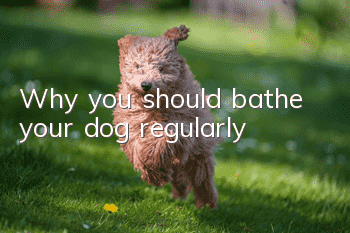 Why you should bathe your dog regularly