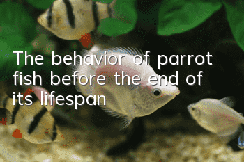 The behavior of parrot fish before the end of its lifespan