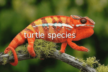 turtle species