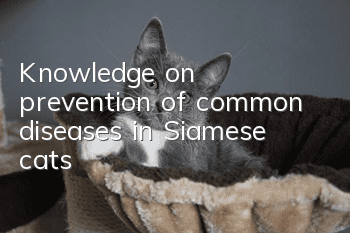 Knowledge on prevention of common diseases in Siamese cats