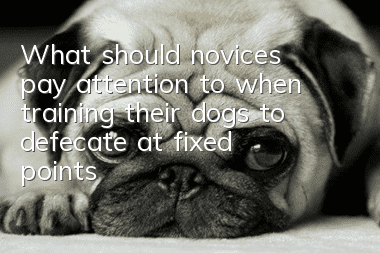 What should novices pay attention to when training their dogs to defecate at fixed points and at regular intervals?